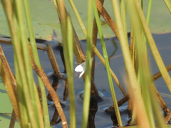 Parapoynx allionealis