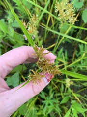 Cyperus iria