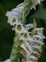 Spiranthes lacera gracilis