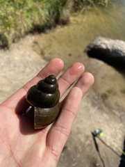 Cipangopaludina chinensis