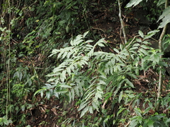 Sapindus mukorossi