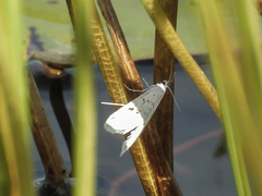 Parapoynx allionealis