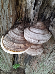 Ganoderma megaloma