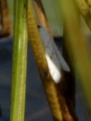 Parapoynx allionealis