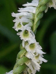 Spiranthes lacera gracilis