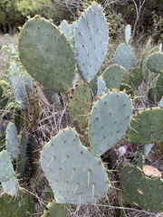 Opuntia orbiculata