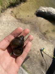 Cipangopaludina chinensis