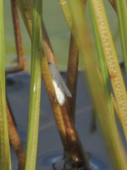 Parapoynx allionealis