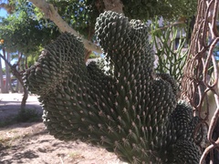 Cactaceae