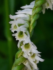 Spiranthes lacera gracilis