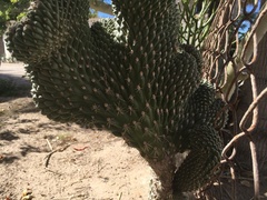 Cactaceae