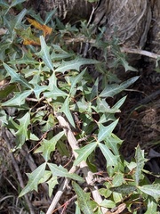 Berberis trifoliolata