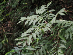 Sapindus mukorossi