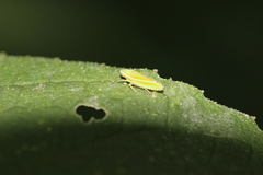 Graphocephala versuta