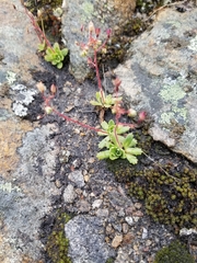 Micranthes ferruginea
