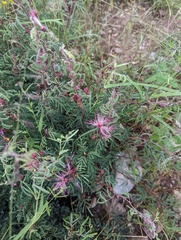 Calliandra eriophylla
