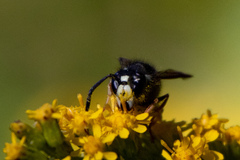 Vespula consobrina