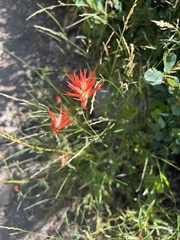 Castilleja miniata