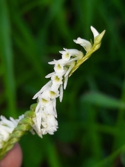 Spiranthes lacera gracilis