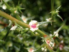 Salsola australis