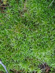 Sphagnum girgensohnii