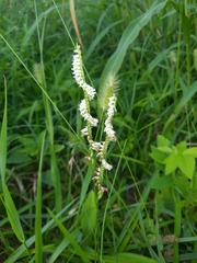 Spiranthes lacera gracilis