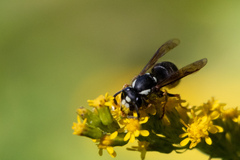 Vespula consobrina