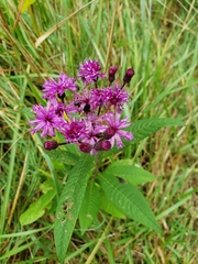 Vernonia