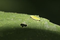 Graphocephala versuta