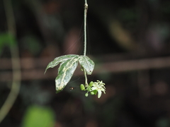 Passiflora suberosa