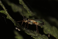 Cyllecoris histrionius