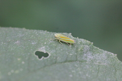 Graphocephala versuta