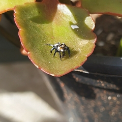 Corythalia argentinensis