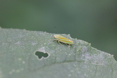 Graphocephala versuta
