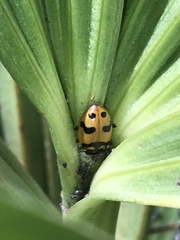 Hippodamia caseyi