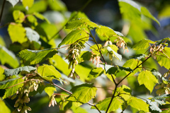Acer spicatum