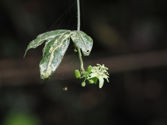 Passiflora suberosa