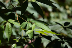 Rubus canadensis