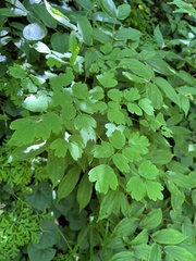 Thalictrum occidentale