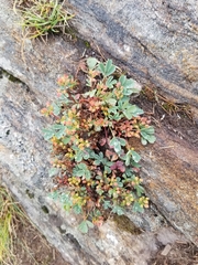 Sibbaldia procumbens