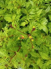 Tagetes foetidissima