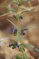 Trichostema laxum