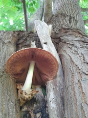 Volvariella