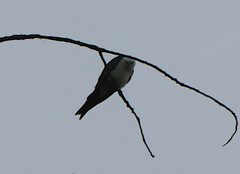 Elanoides forficatus