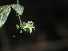 Passiflora suberosa