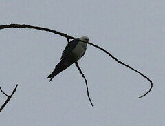 Elanoides forficatus