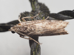 Tortricoidea