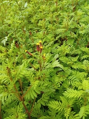 Tagetes foetidissima