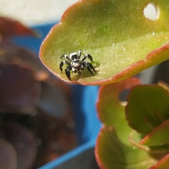 Corythalia argentinensis