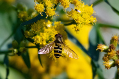 Syrphus
